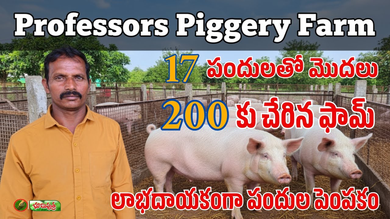 సీమ పందులకు మార్కెట్ బావుంది | piggery farming | bhumiputhra telugu