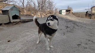 Дубки за сабакой. Сразу в рейс в Нальчик.