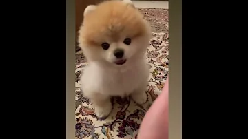 حرف بزن سگ پامرانین بامزه خوشگل هاپو حیوان حیوانات Dog Animals 