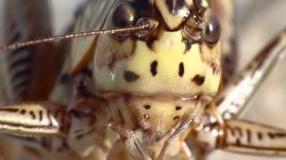 grasshopper macro lumix fz45+raynox dcr-150