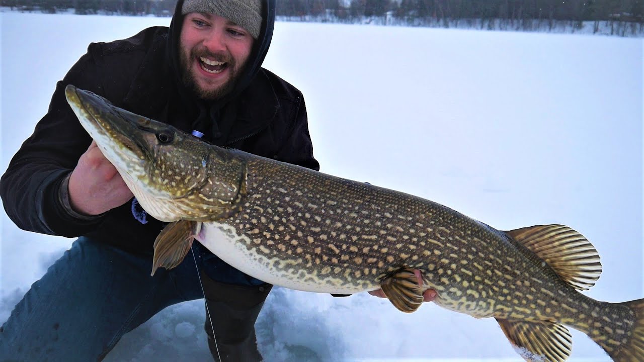 GIANT!!! Wisconsin Northern Pike ON A JIG ROD! YouTube