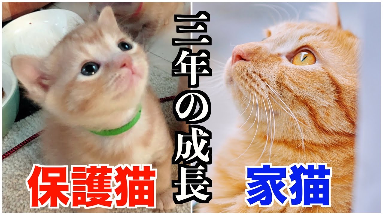 保護猫が家猫になった3年間の成長過程 - YouTube