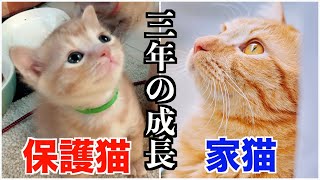 保護猫が家猫になった年間の成長過程