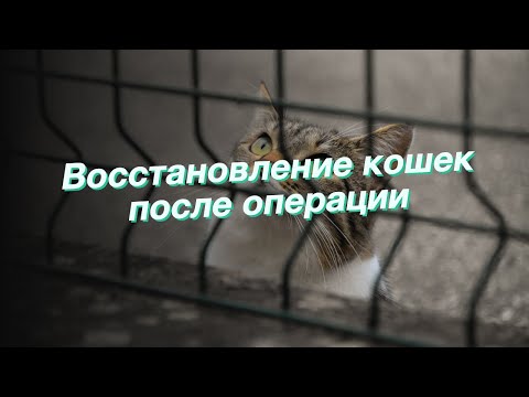 Восстановление кошек после операции
