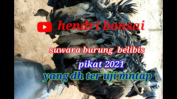 suwara pikat burung belibis mata kuning,,terbaru 2021