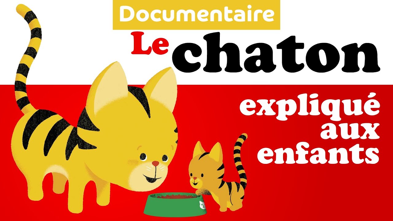 Chat Chaton Documentaire Animalier Pour Enfant De Maternelle Youtube