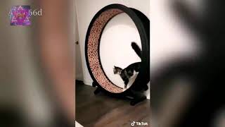 Смешные коты 2020 Коты Приколы с котами Funny Ket Смешные видео с животными