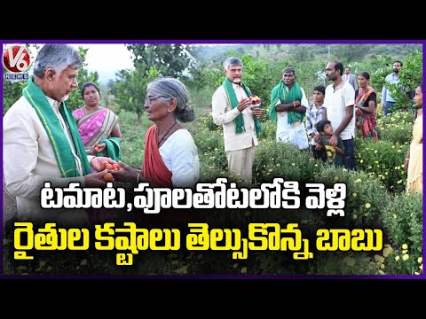 CM Chandrababu Naidu Interact With Tomato, Flower Gardens, Understands Farmers Hardships | V6 News - V6NEWSTELUGU