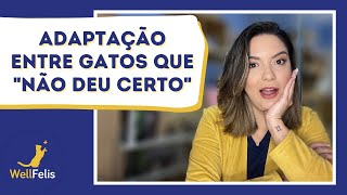 Adaptação entre gatos que 'não deu certo'