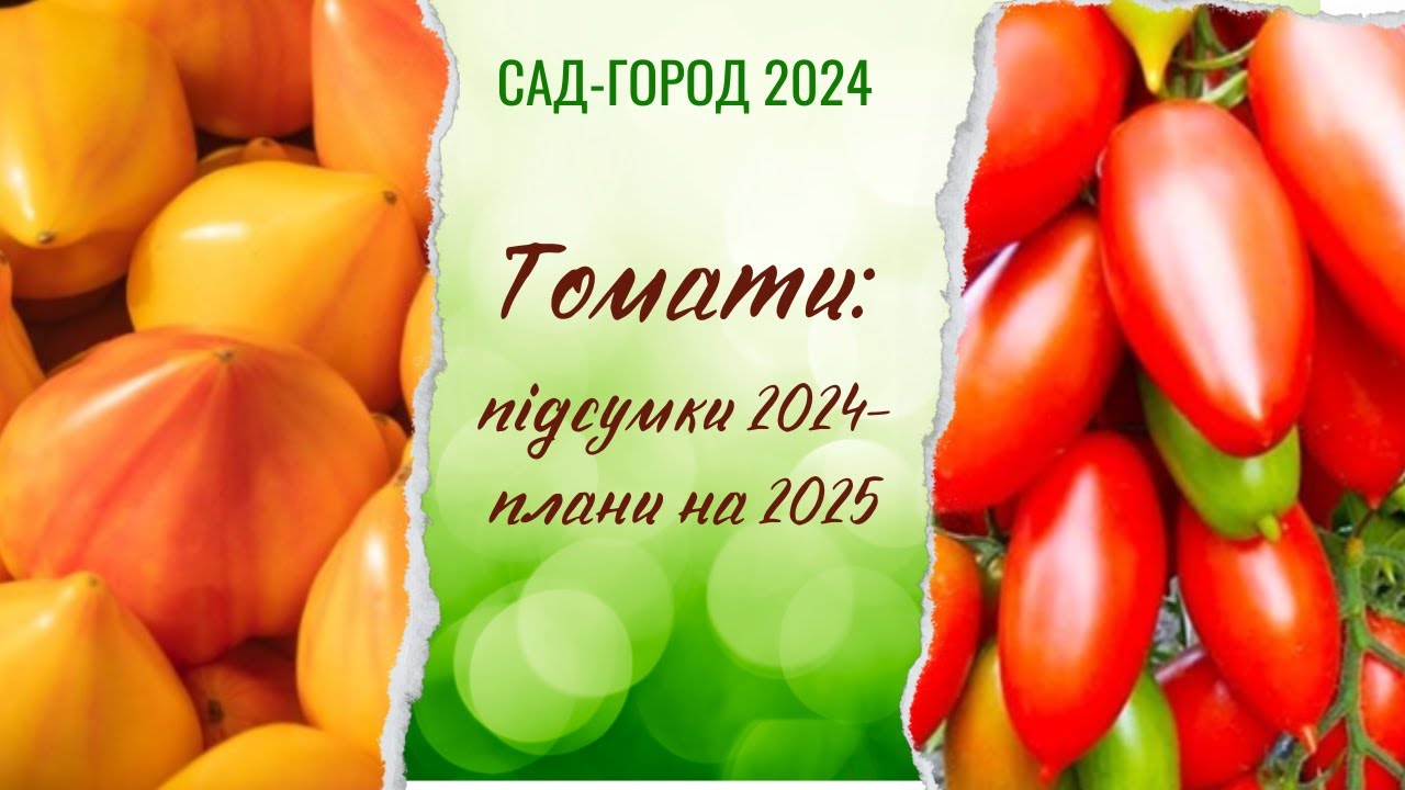 Які томати посіяти у новому сезоні 2025 (та які результати у сезоні минулому)