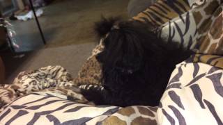 Toy Poodle Plays With Bubbles