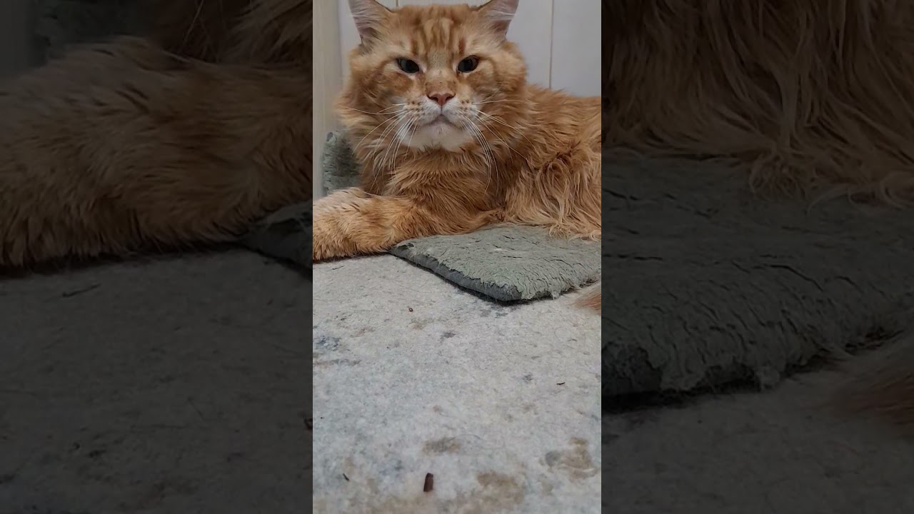 9 февраля 2026 г.