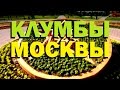 Галилео. Клумбы Москвы 🌷 Flowerbeds of Moscow