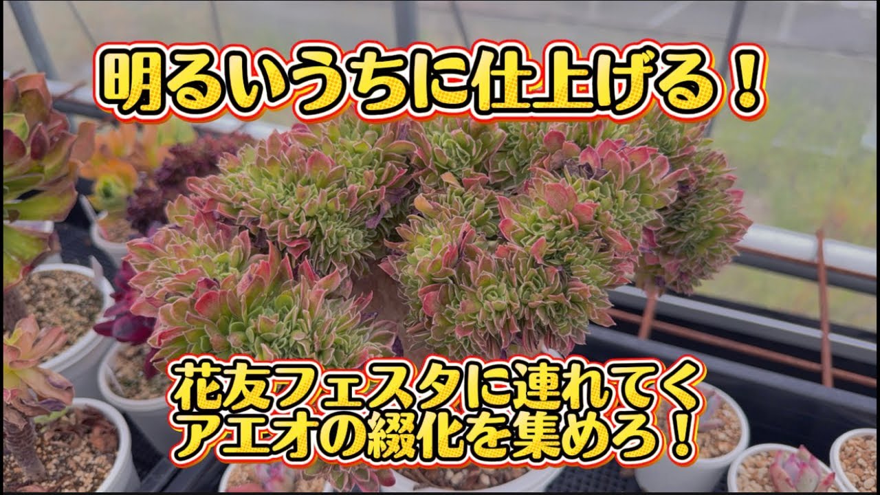 作業配信】アエオの綴化を見つけろ！な…【いさちゃんの独り言】 - YouTube