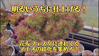 作業配信】アエオの綴化を見つけろ！な…【いさちゃんの独り言】 - YouTube