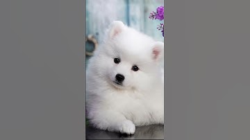 Thumbnail of Cute dog breeds in Japan #speedsong #cutebabybreeds #song #music #lyrics #snowball #taffy