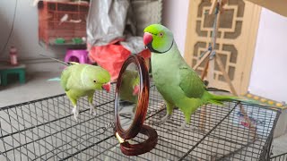 Indian Ringneck Parrot Videos Compilation