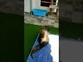🔥 हाय!बहुत 🤯गरमी है/Funny Cats 😺masti 🥴#cats#shorts