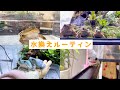 カエル達との毎日の水換えルーティンが楽しすぎた カエル達との毎日の水換えルーティンが楽しすぎた
