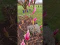 9 апреля 2023 г.  #днепр. Магнолия в саду. #flowers #magnolia