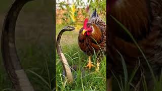 #wildlife #animallife #automobile #jimcorbettwildlifeandnatureview