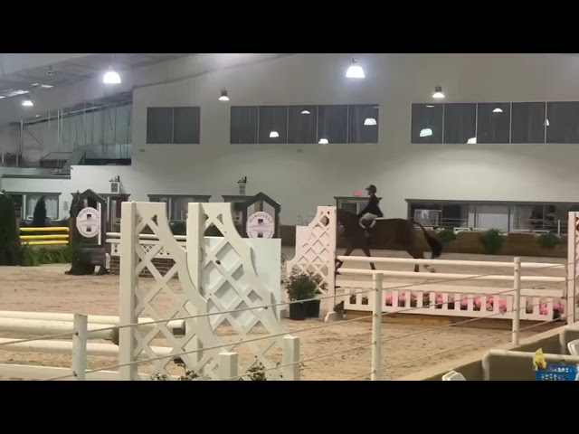 Dulcet- Equitation horse for lease. 4th Maclay regionals