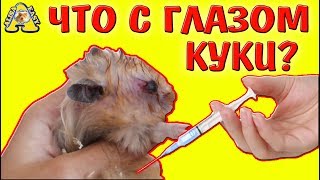 УКОЛ ХОМЯКУ НУЖЕН? / КАНАЛ ХОМКИ ЧТО С ГЛАЗОМ КУКИ? / Как лечить хомяка с травмой глаза? / АЛИСА ИЗИ