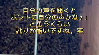 日本ミツバチ 養蜂 盛り上げ巣 7月〜8月