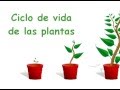 CICLO DE VIDA DE LAS PLANTAS:2°B