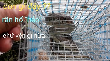 Bẫy rắn không ngờ  được rắn to như vậy ! ( Simple snake trap )