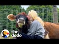 19-Year-Old Blind Cow Loves To Hug Her Dad | The Dodo