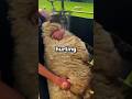 Why Do Sheep Have to Be Treated Like This? #shorts #viral #facts