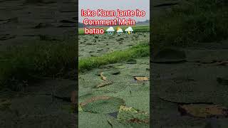 Laika to hoi ababu ham Kisan ke