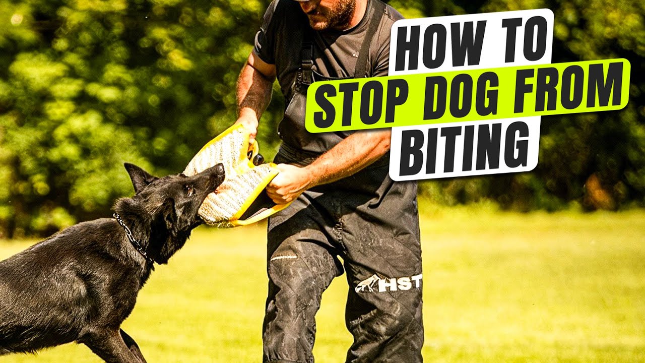 Как отучить собаку кусаться