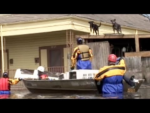 Video: Zachránený z hurikánu Katrina, Boxer dostane nový život pomáhať ostatným