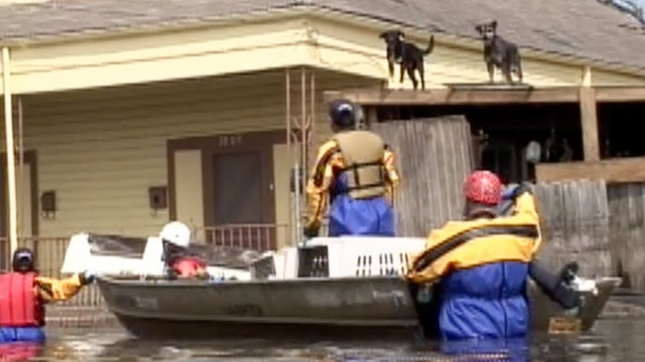 Hurricane Katrina Animal Rescue Operation