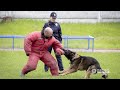 Пошук зниклої дитини чи затримання злочинця: як на Житомирщині тренують службових поліцейських собак