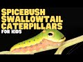 Spicebush Swallowtail Caterpillars for Kids | Learn all about these "snakehead" insects