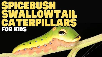 Spicebush Swallowtail Caterpillars for Kids | Learn all about these "snakehead" insects