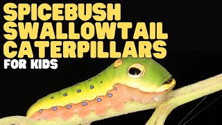 spicebush swallowtail caterpillars for kids learn all about these snakehead insects