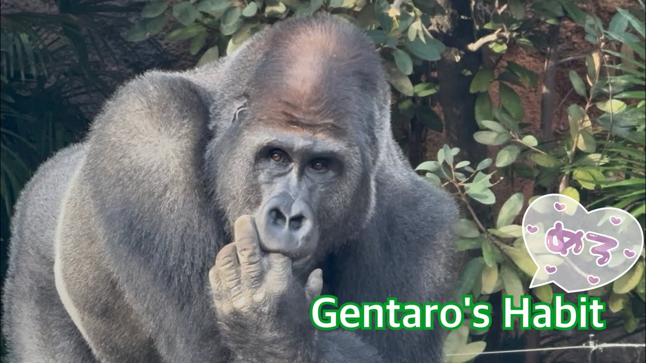 Day2,②ゲンタロウ上野のフィーダーも秒で攻略👏Gentaro quickly conquered Ueno's feeder