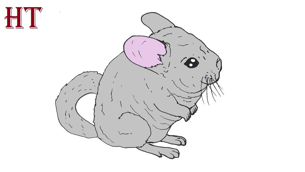 I want to draw your chinchillas : r/chinchilla