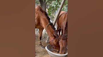 Horse #remix #dj #avee_player #music #bassboosted #song #most #2024 #remixes #arabic