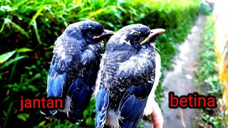 Perbedaan Burung Kekep Babi Jantan Dan Betina