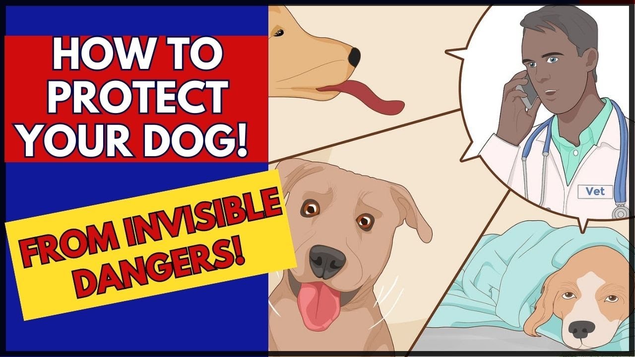 8 Things That Could Be KILLING Your DOG and You Don't Even Realize