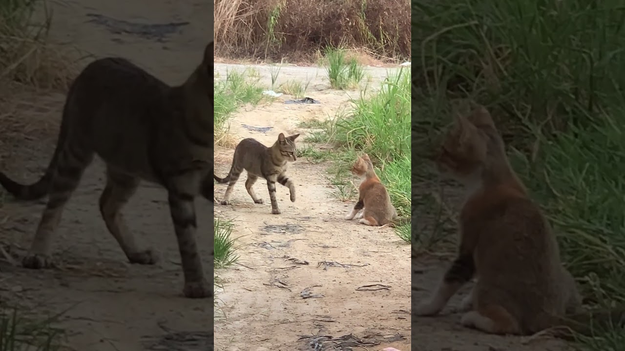5640: Chinese gray cat startles larger tabby with bold move