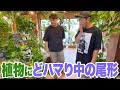 パンサー尾形が最近どハマり中の観葉植物を買いに行く!新居に合う植物が欲しい!