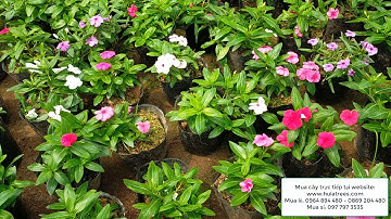 Bán buôn bán lẻ cây hoa dừa cạn Thái rủ