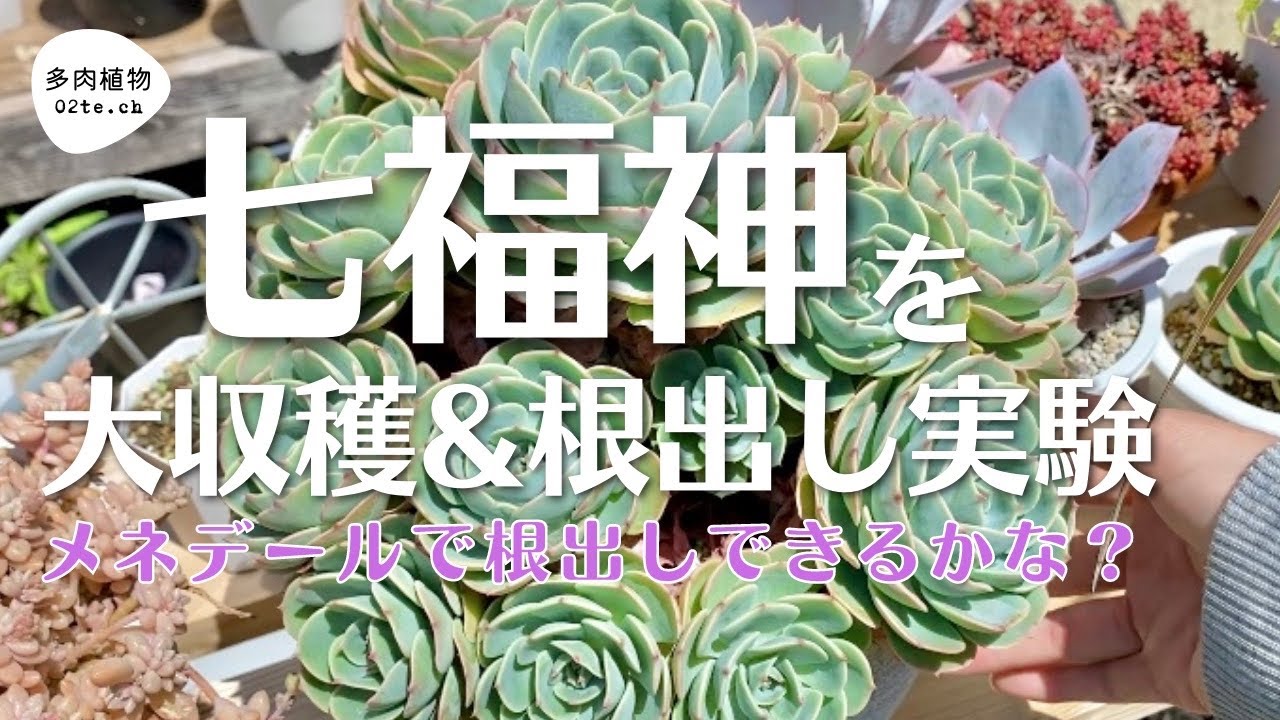 Succulents #113] A big harvest of Seven Lucky Gods 👩‍🌾 I got so