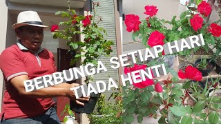 CARA AGAR BUNGA MAWAR SELALU BERBUNGA SETIAP HARI